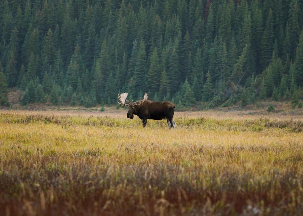 A Bear And Bison Country Inn Canmore Eksteriør bilde