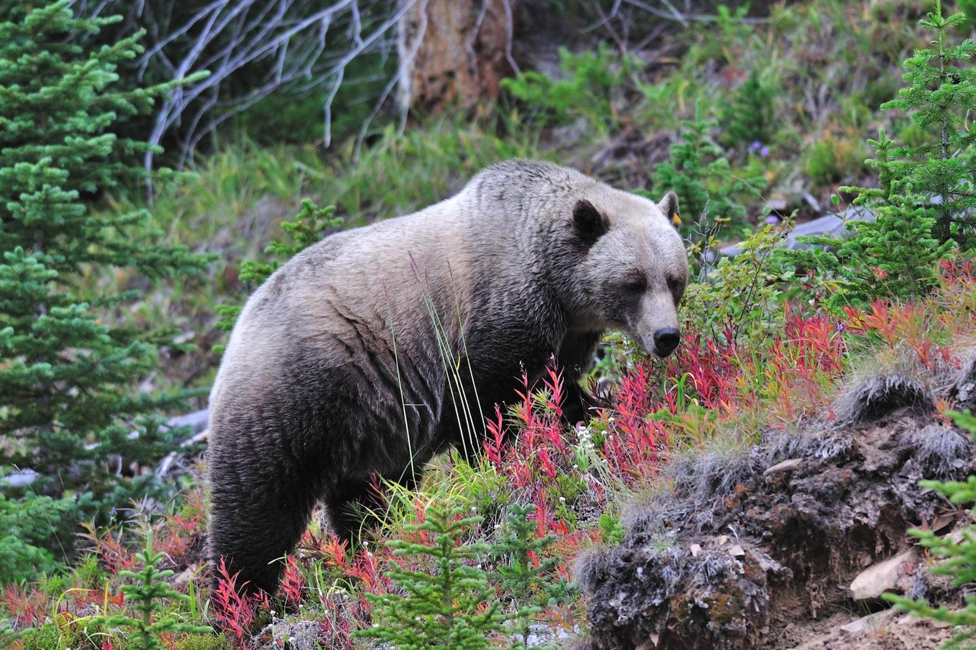 A Bear And Bison Country Inn Canmore Eksteriør bilde