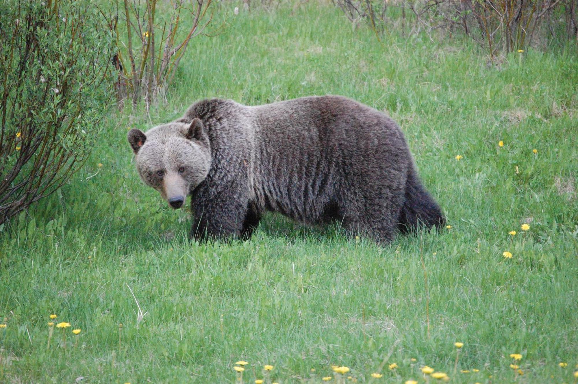 A Bear And Bison Country Inn Canmore Eksteriør bilde